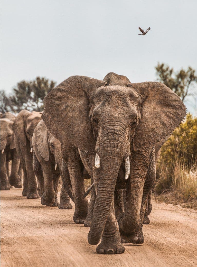 Safaris