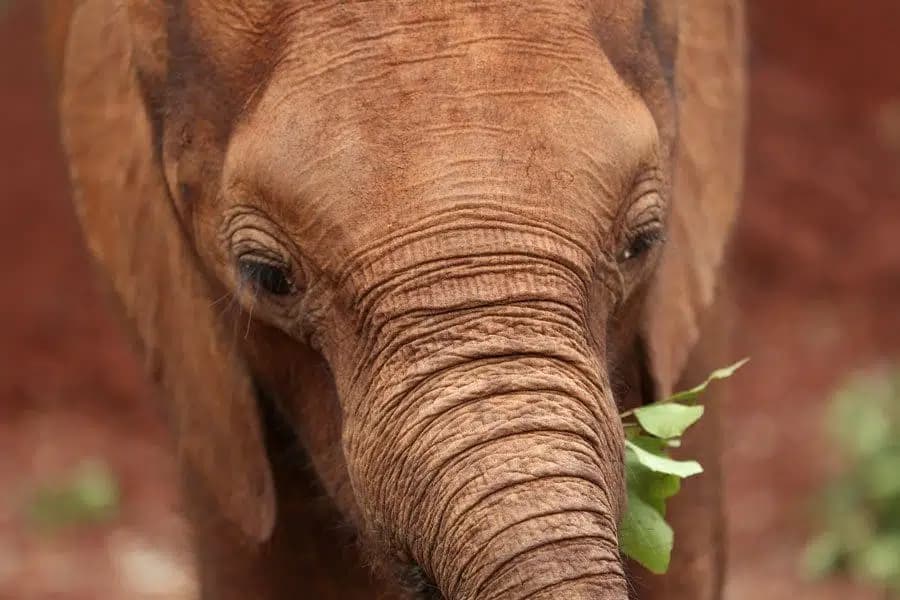 Orfanato David Sheldrick