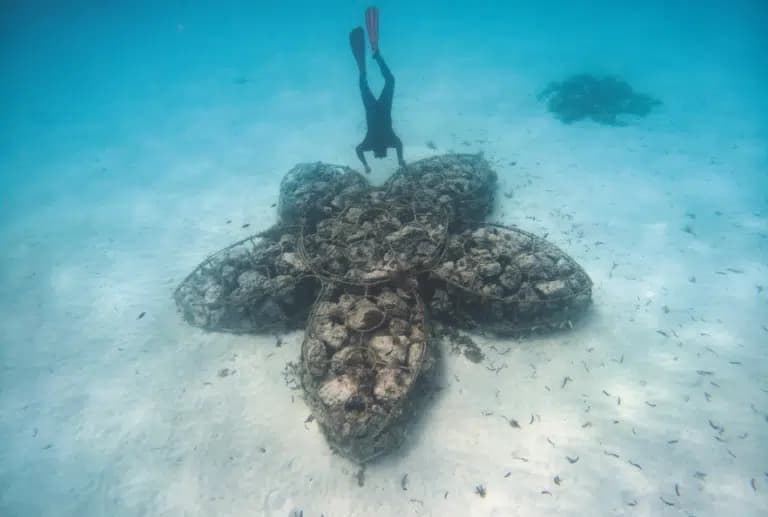Restauración de arrecifes de coral